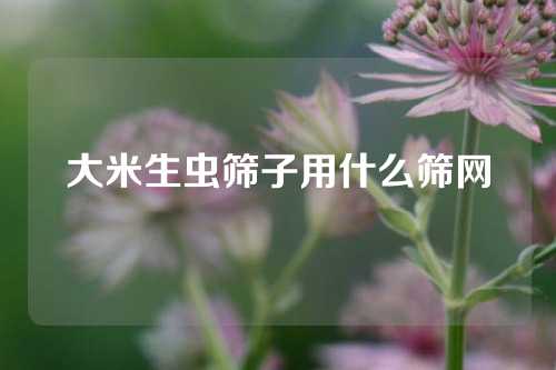 大米生虫筛子用什么筛网