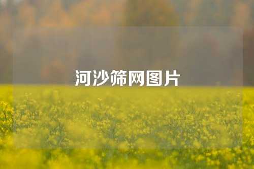 河沙筛网图片