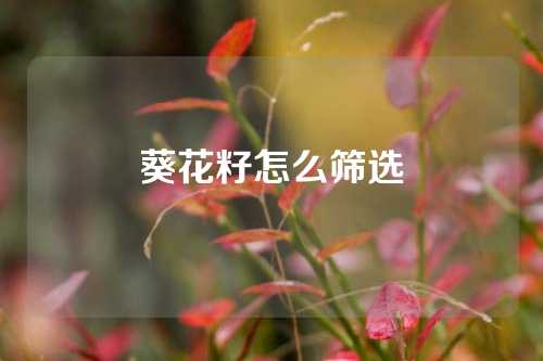 葵花籽怎么筛选