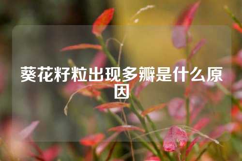 葵花籽粒出现多瓣是什么原因